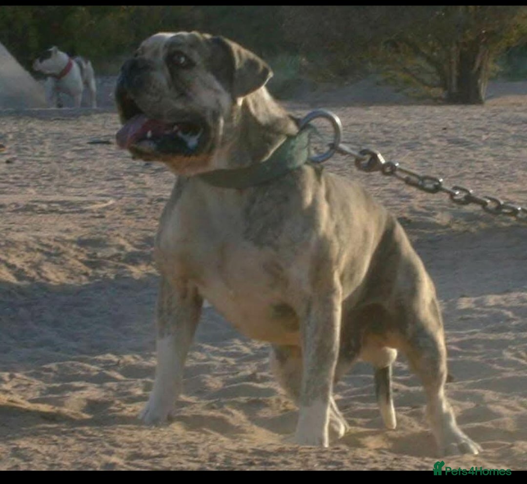 Alapaha Blue Blood Bulldog dogs for sale: IABBR. Health tested. Top lines.  - Advert 29