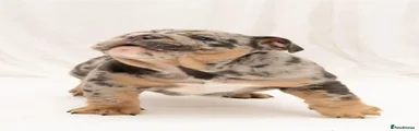 English Bulldog 2