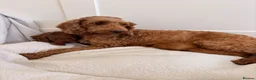 Cockapoo dogs for sale: LICENSED BREEDER HEALTH TESTED COCKAPOOS  - Advert 17