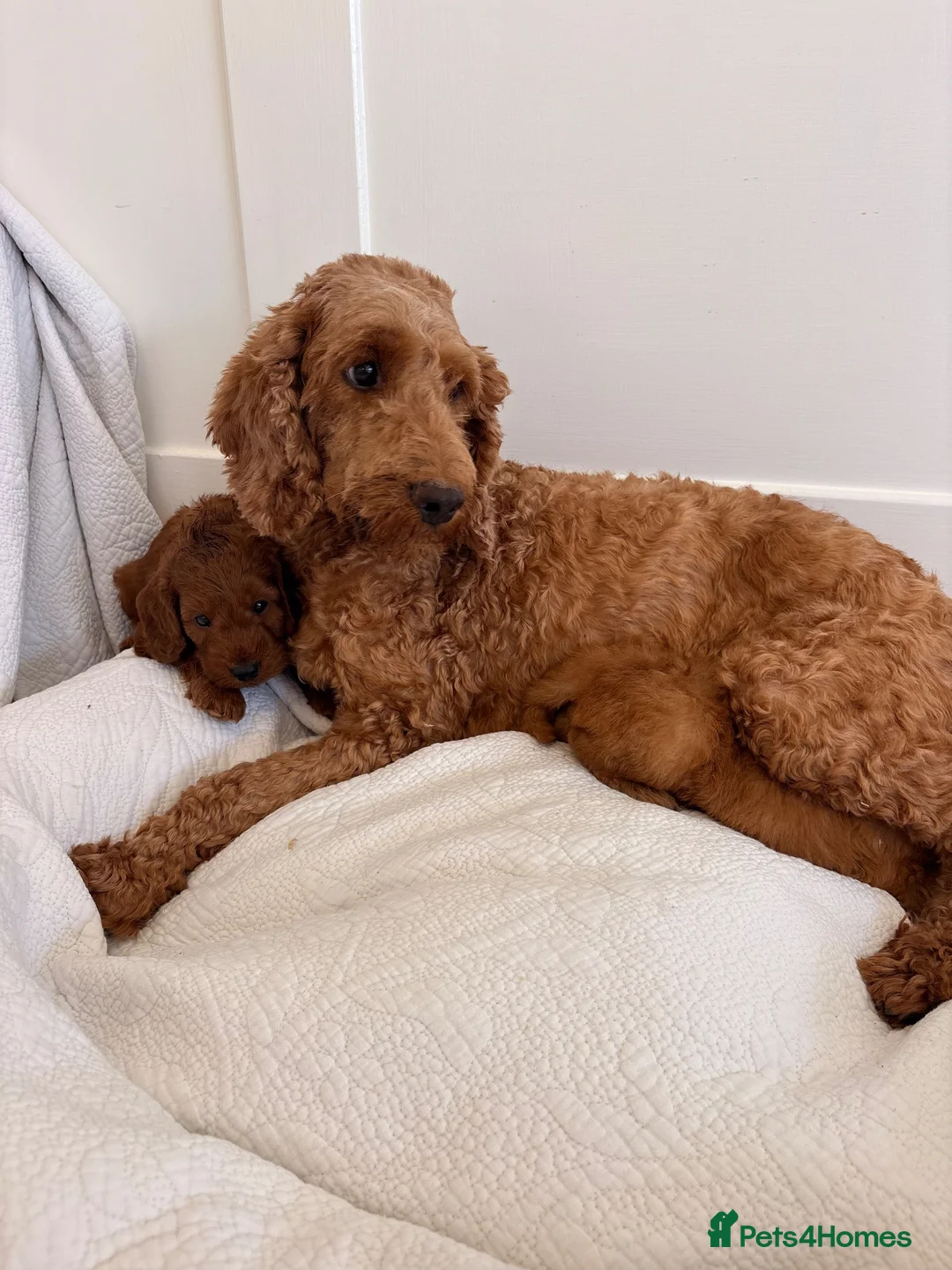 Cockapoo dogs for sale: LICENSED BREEDER HEALTH TESTED COCKAPOOS  - Advert 17