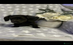 Miniature Dachshund dogs for sale: Miniature dachshund - Advert 5