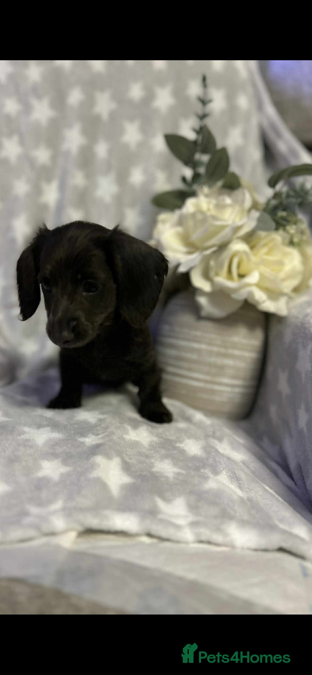 Miniature Dachshund dogs for sale: Miniature dachshund - Advert 5