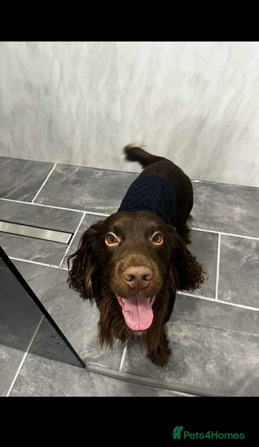 Cocker Spaniel dogs for stud: For stud - Advert 2