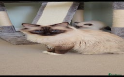 Ragdoll cats for sale: 3 full pedigree Ragdolls  - Image 8