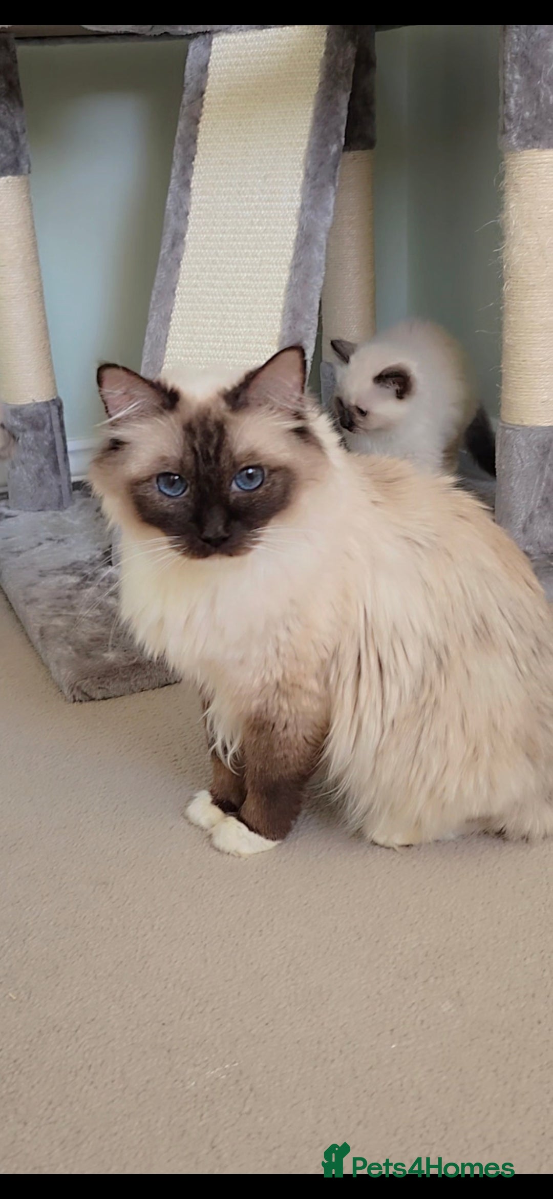 Ragdoll cats for sale: 3 full pedigree Ragdolls  - Image 8