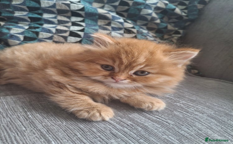 British Longhair cats - Advert 1