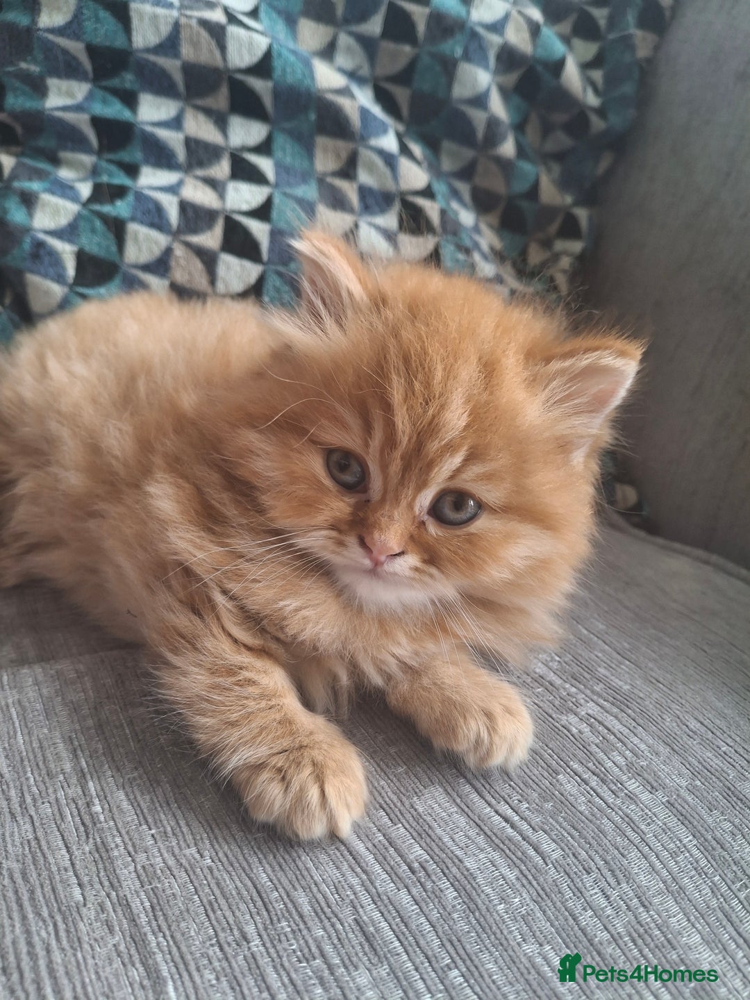 British Longhair cats for sale: 2 x Rare and stunning Pedigree BLH kittens - Image 3