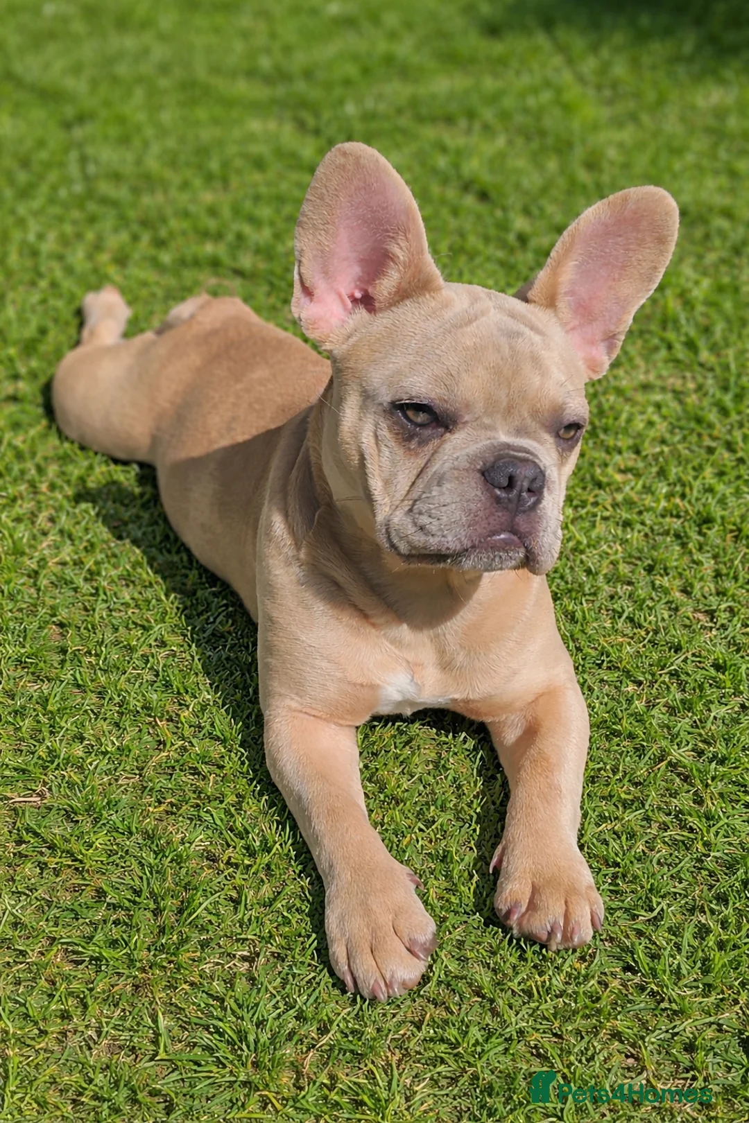 French Bulldog dogs for sale: PEGGY  in Welwyn Garden City - Advert 2