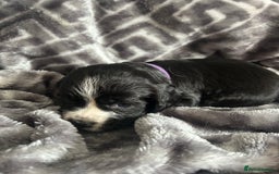 Cocker Spaniel dogs for sale: Cocker Spaniel Puppies *For Sale* - Image 7