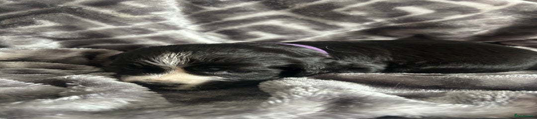 Cocker Spaniel Puppy 5