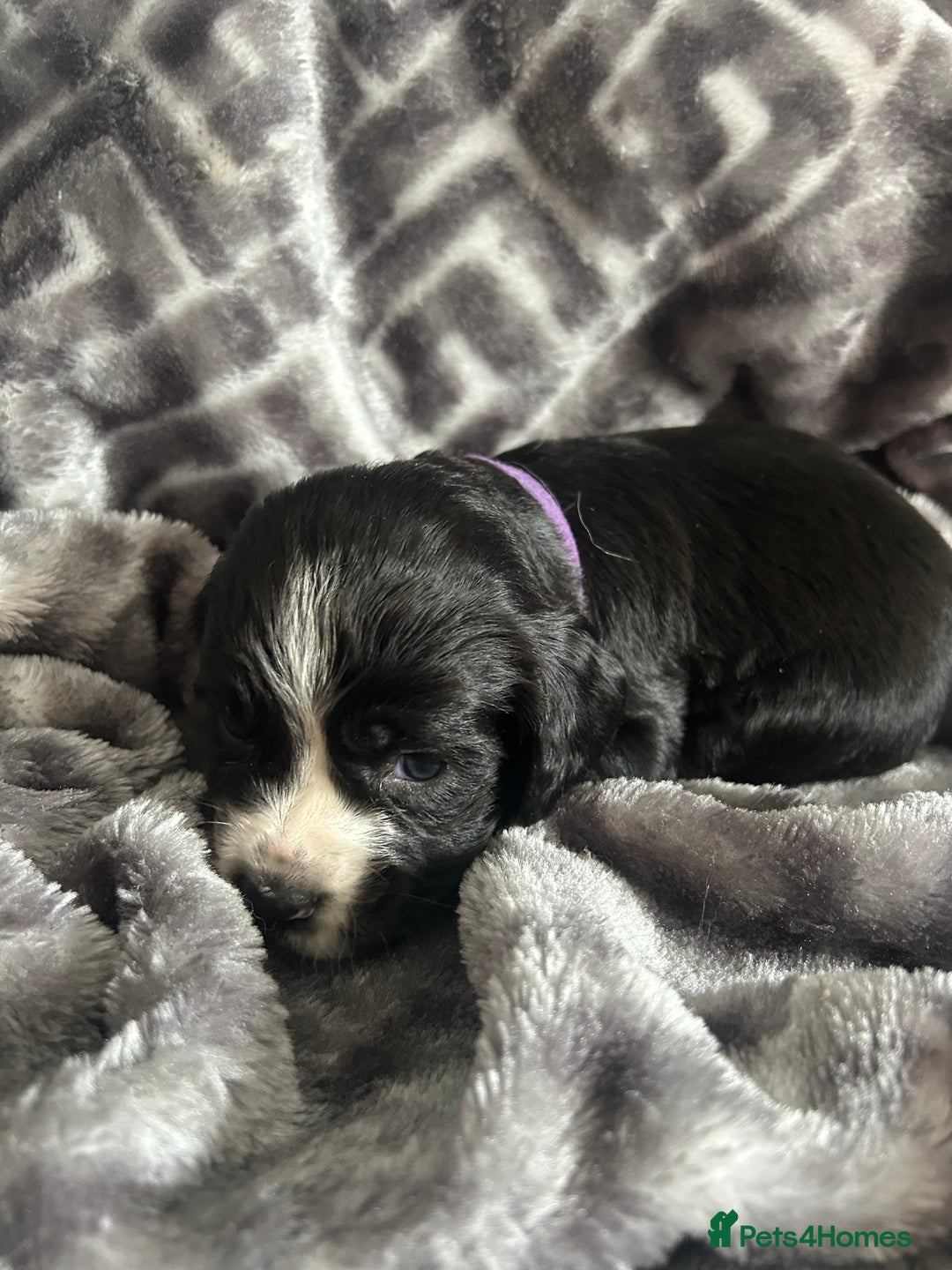 Cocker Spaniel dogs for sale: Cocker Spaniel Puppies *For Sale* - Image 7