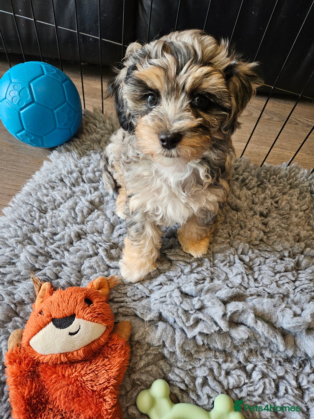 Maltipoo dogs for sale: Beautiful F1 Merle Maltipoo boy - Image 3