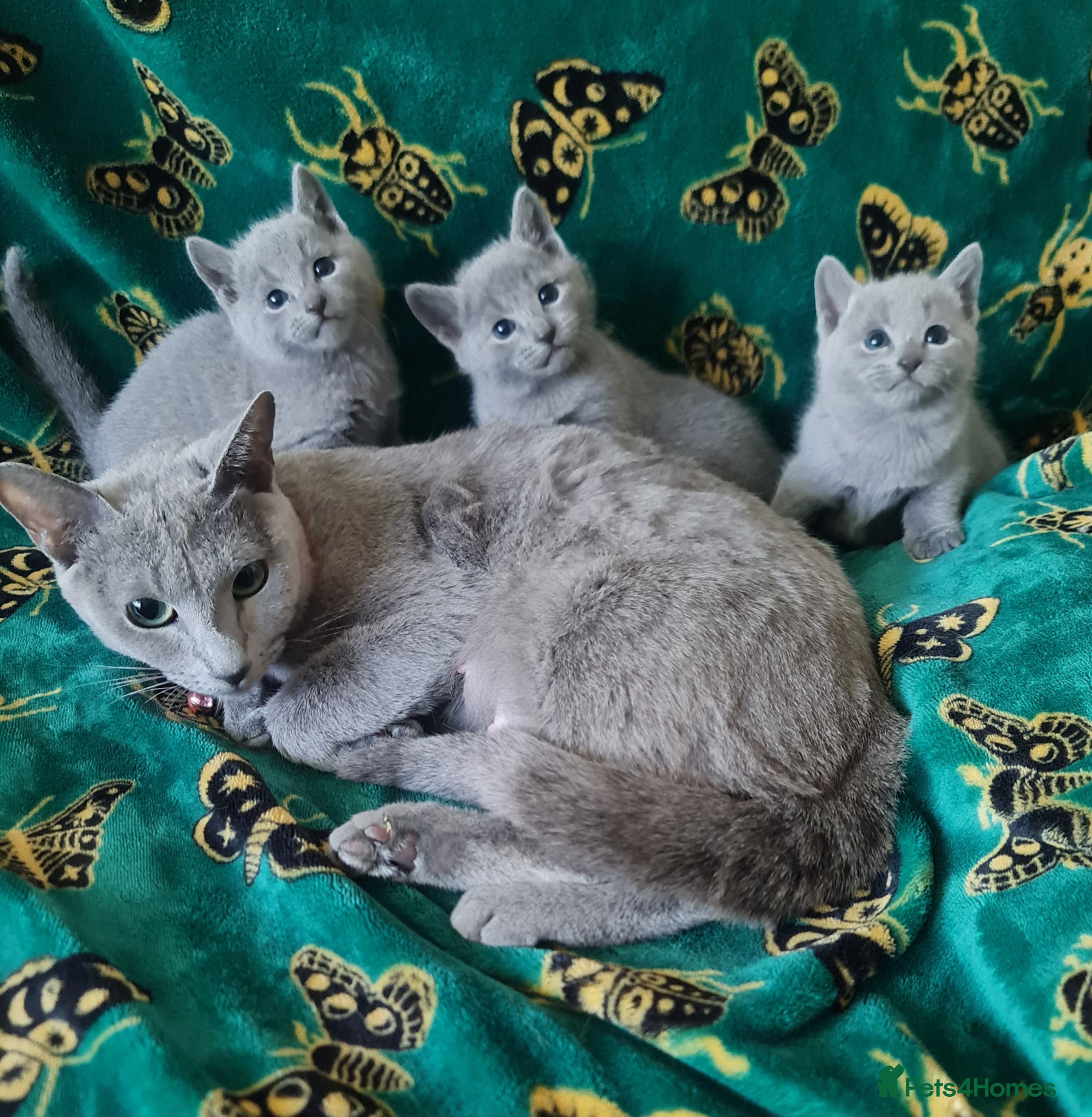 Russian Blue cats Stunning Russian Blue Kittens - Purebreed   - Advert 1