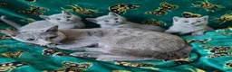 Russian Blue cats for sale: Stunning Russian Blue Kittens - Purebreed   - Advert 1