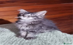 Maine Coon cats for sale: GCCF Pedigree Maine Coon Kittens for sale  - Image 11