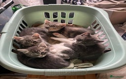 Domestic Shorthair cats for sale: Happy healthy kittens - Image 4