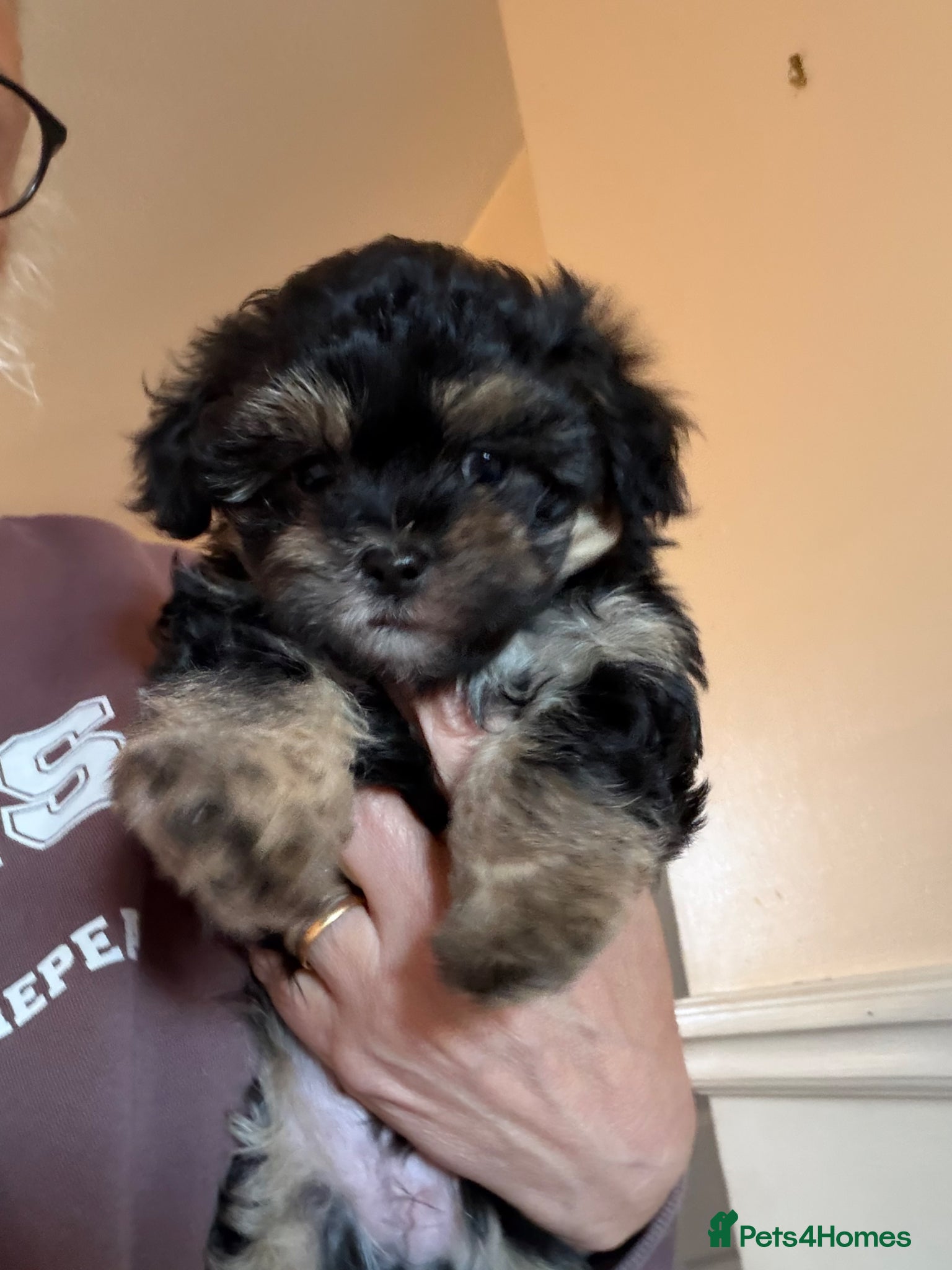Yorkiepoo dogs By Only one little female Yorkiepoo left  - Advert 10