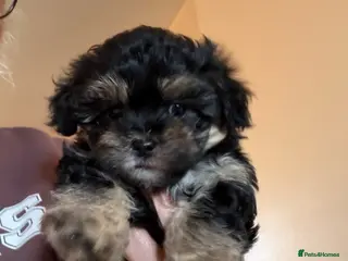 Yorkiepoo dogs Beautiful little girl Yorkiepoo last one left - Advert 10