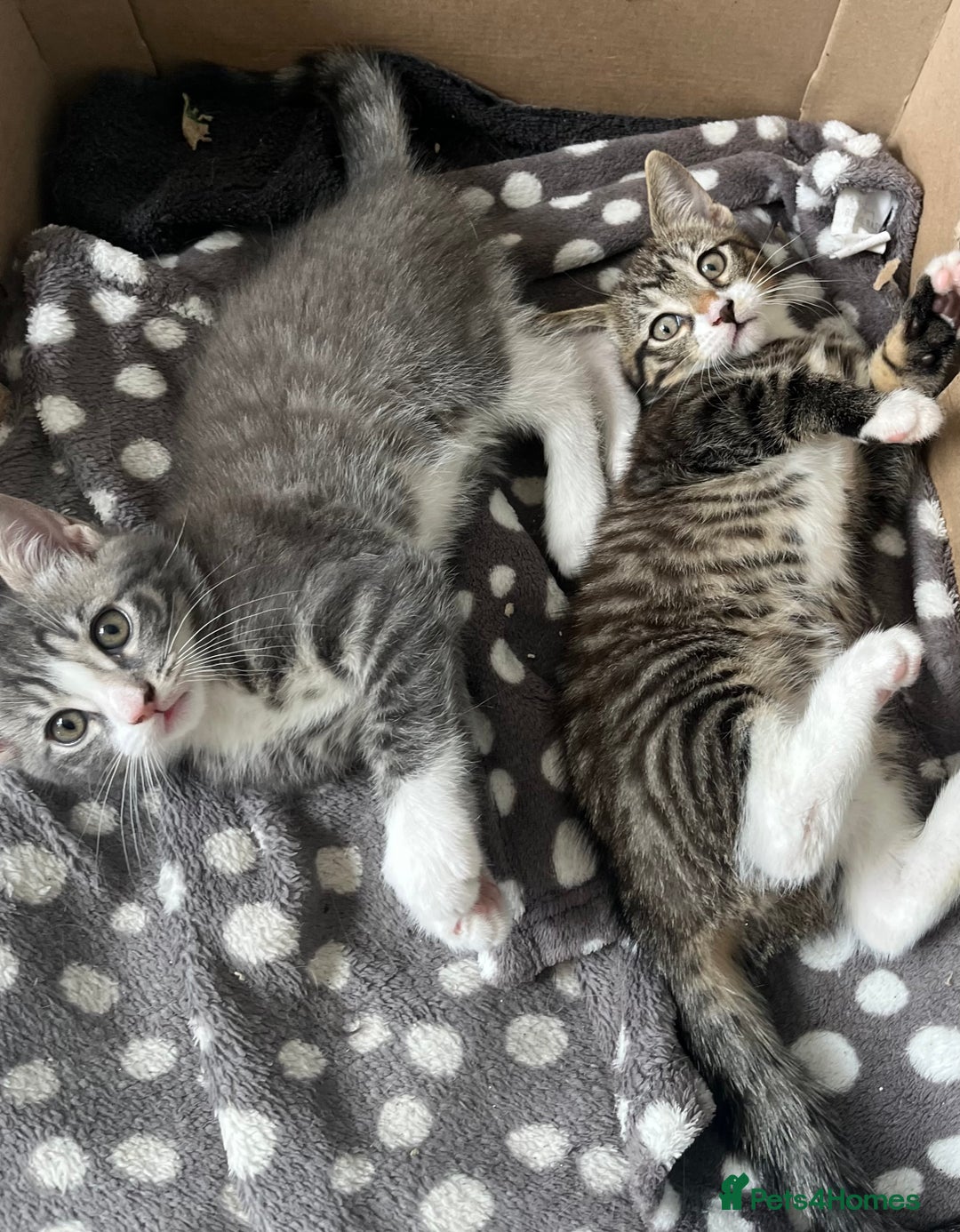 Mixed Breed cats for sale: 1 x Beautiful Female Kitten left Ready Now - Image 8
