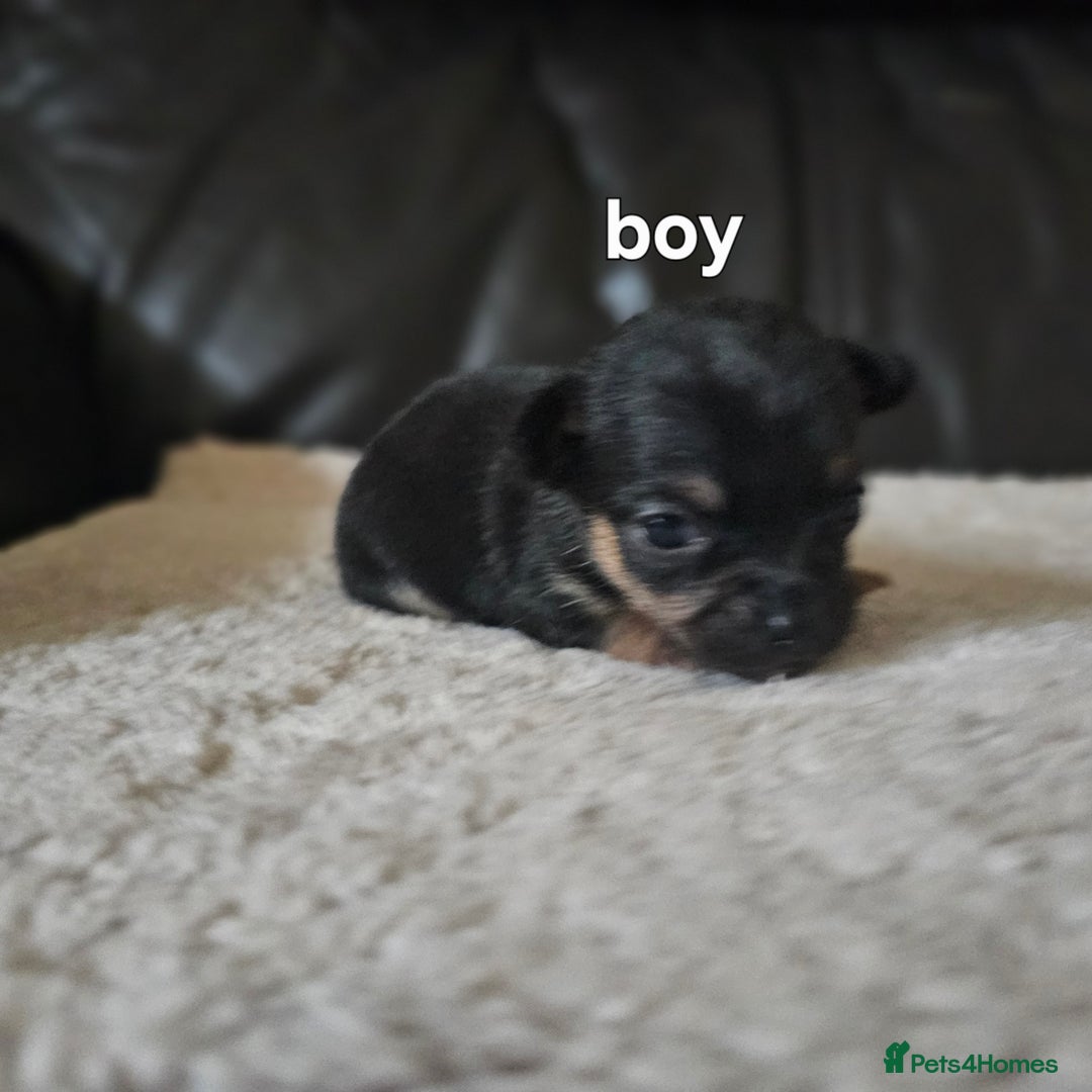 Chihuahua dogs for sale: 3 tiny chiuauas - Advert 3