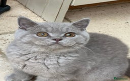 British Shorthair cats for sale: READY NOW - Lilac, BiColours & Colourpoint  - Image 25