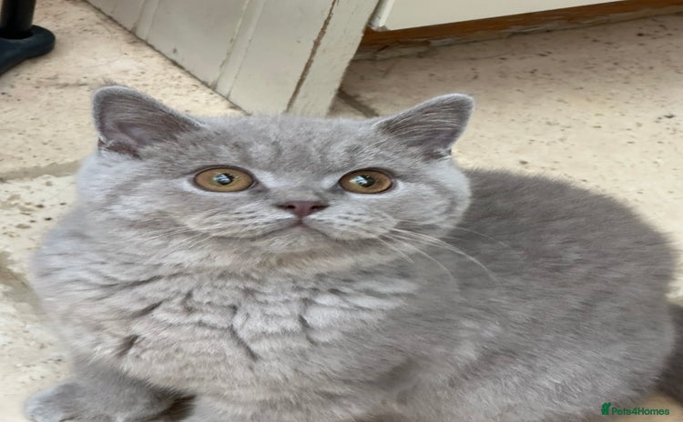 British Shorthair cats - Advert 7