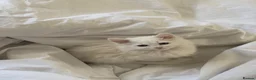 Siberian cats for sale: White Pure Siberian Kitten  in Leeds - Advert 2