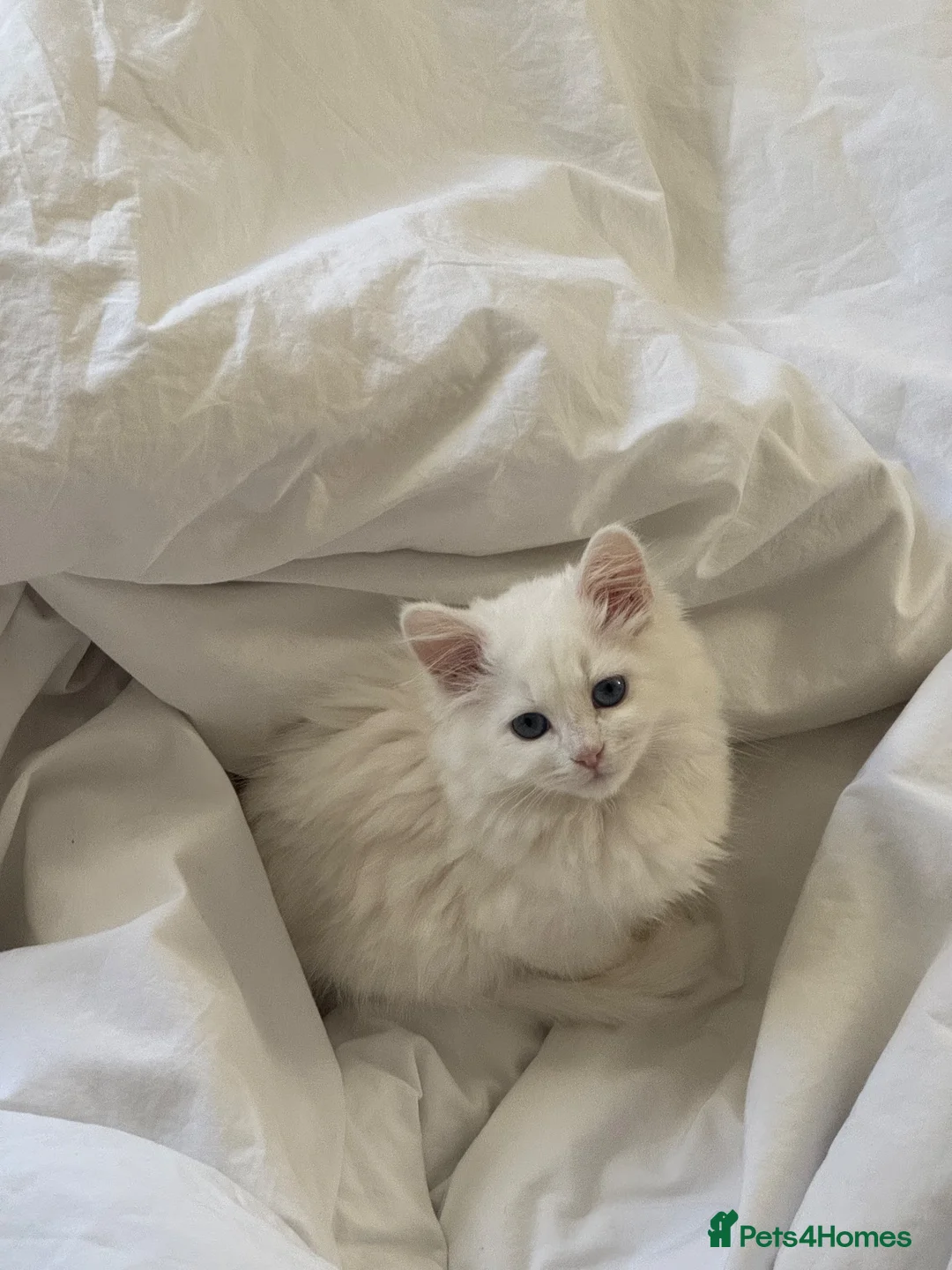Siberian cats for sale: White Pure Siberian Kitten  in Leeds - Advert 2
