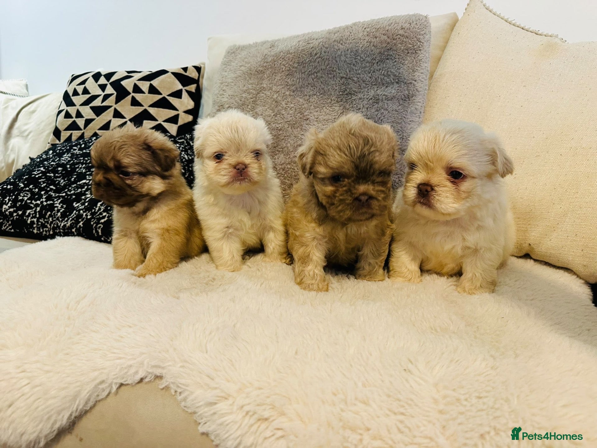 French Bulldog dogs Fluffy french bulldogs  - Advert 1