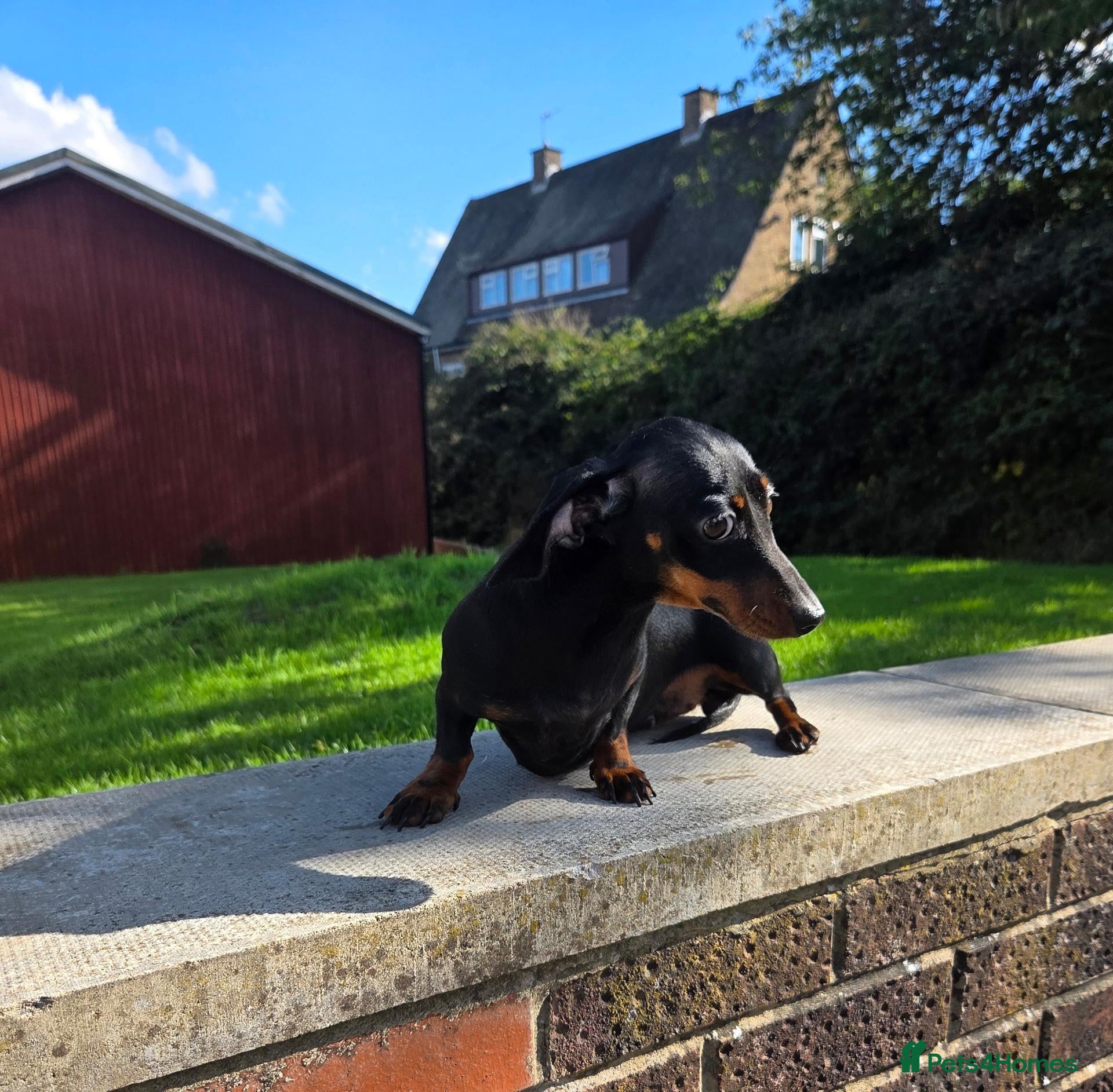 Miniature Dachshund dogs Tiny Black & Tan female, 1 year old - Advert 2