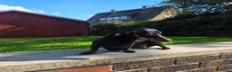 Miniature Dachshund dogs for sale: Tiny Black & Tan female, 1 year old - Advert 2