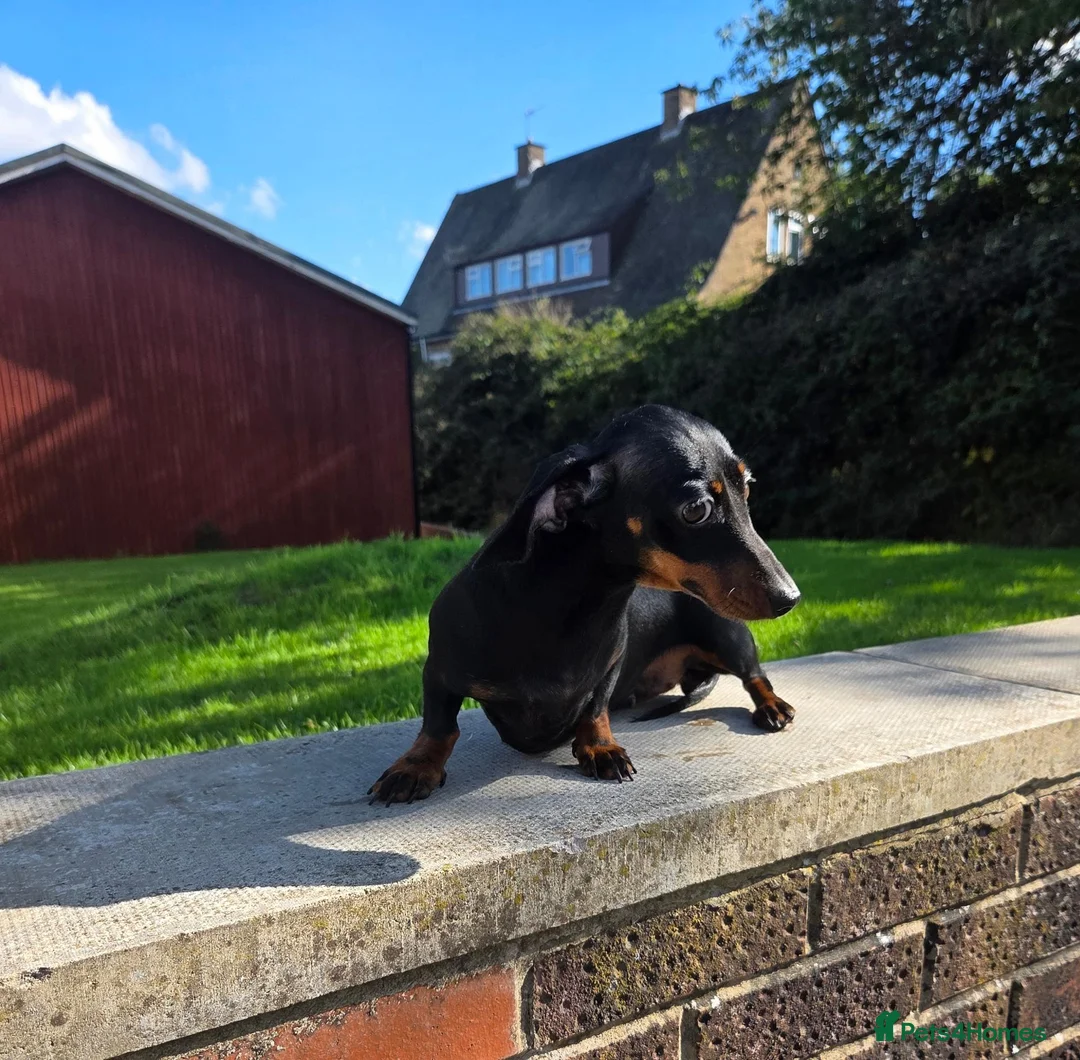 Miniature Dachshund dogs for sale: Tiny Black & Tan female, 1 year old - Advert 2