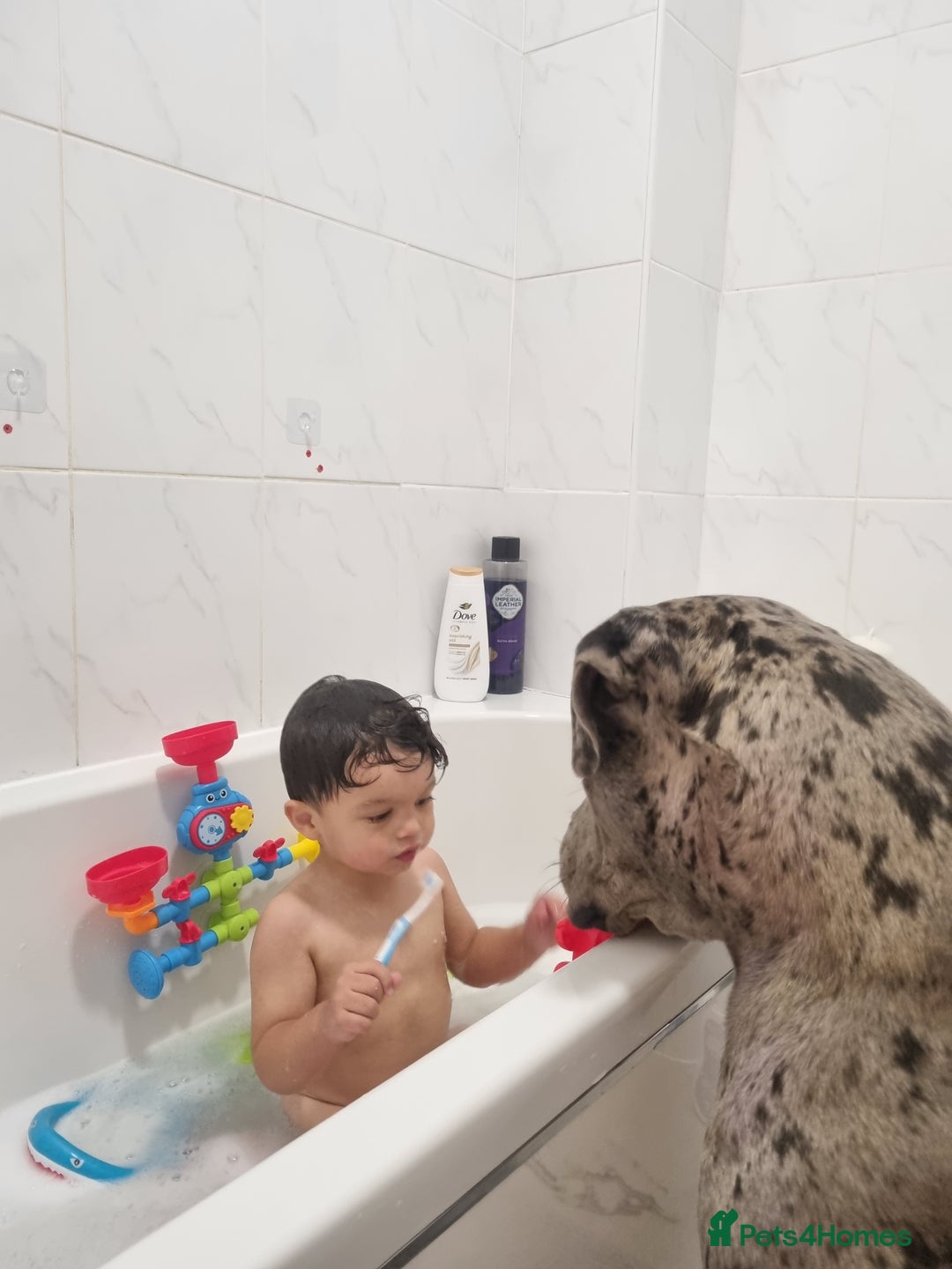 Mixed Breed dogs for sale: 14 month merle mastiff  - Advert 3