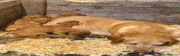 Labrador Retriever dogs for sale: KC Registered Labrador Puppies in Ripon - Advert 7