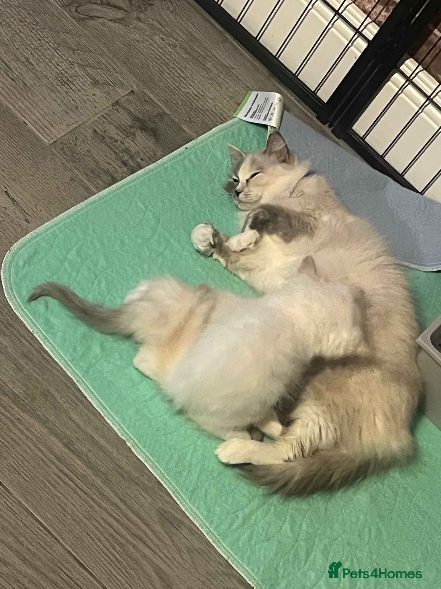 Ragdoll cats Beautiful Ragdoll Kittens - Advert 1