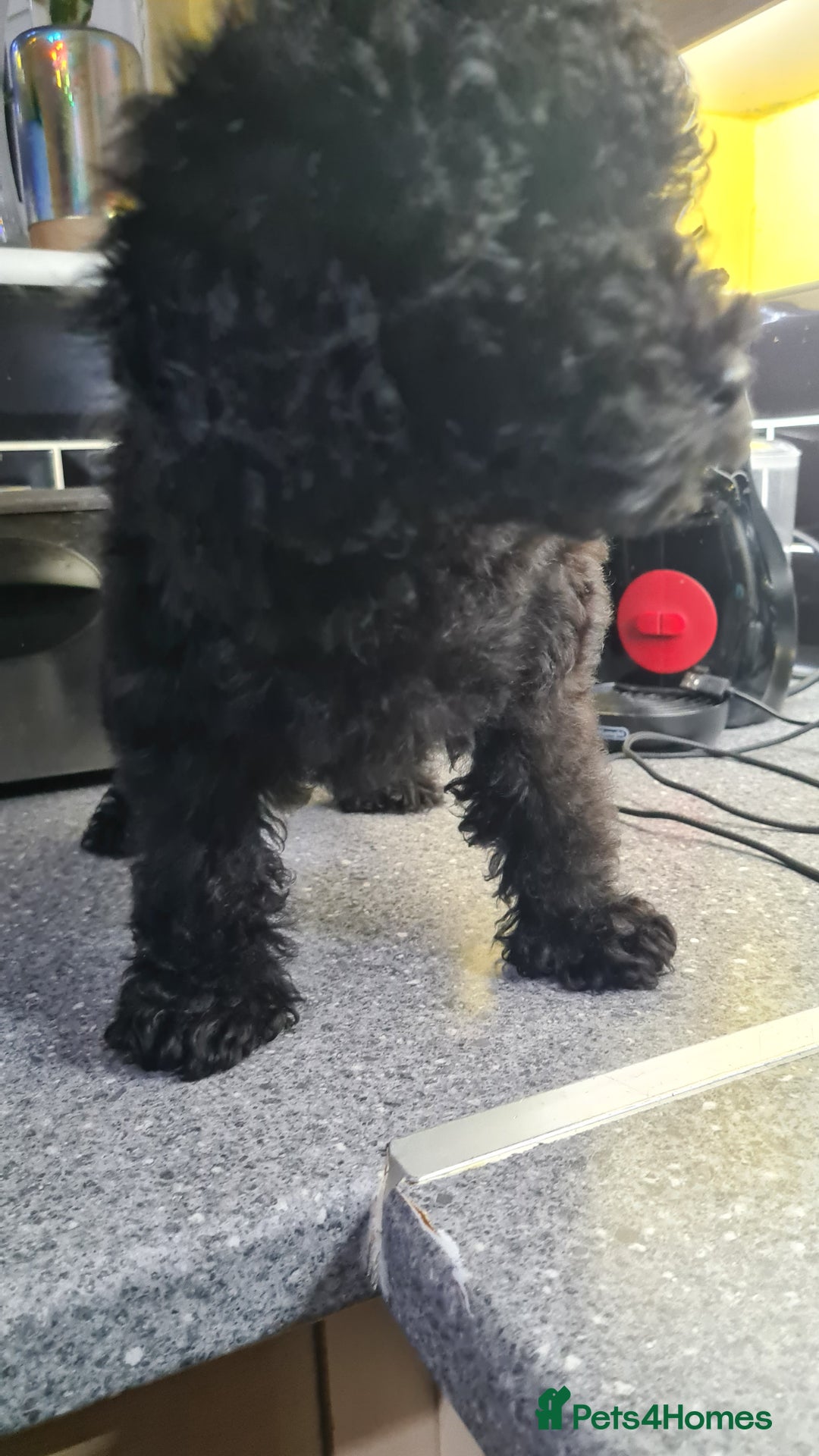 Toy Poodle dogs for sale: Toy poodle puppies  - Advert 5