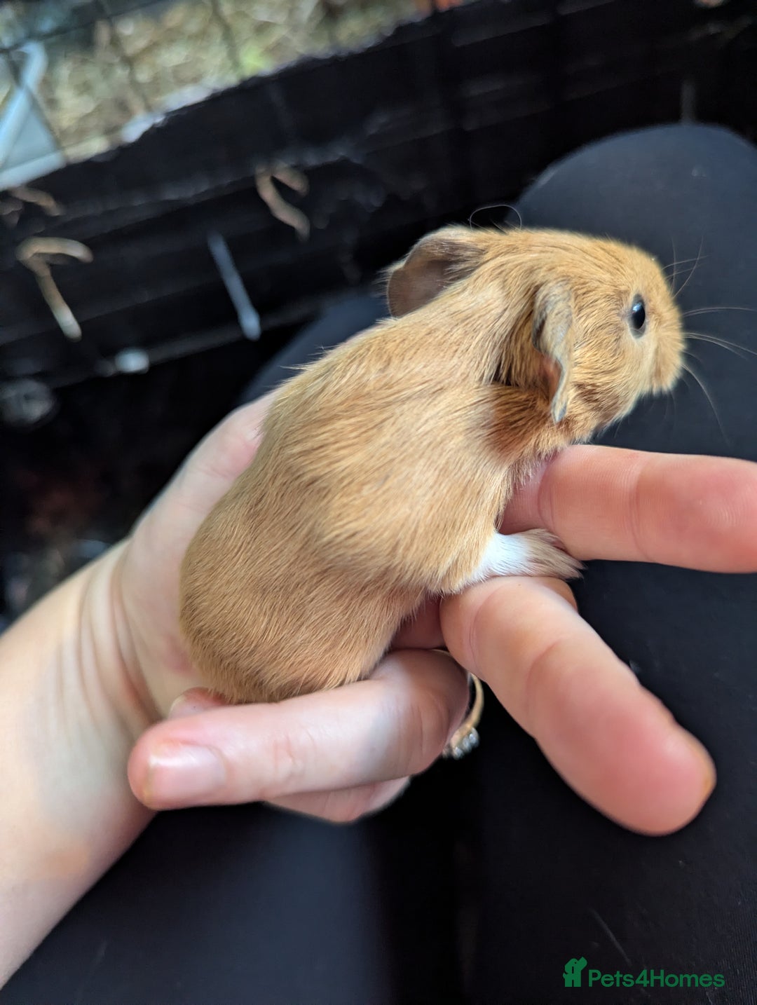 Guinea Pig rodents for sale: Baby guinea pigs  - Advert 4