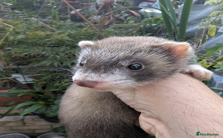 Ferret rodents - Advert 6