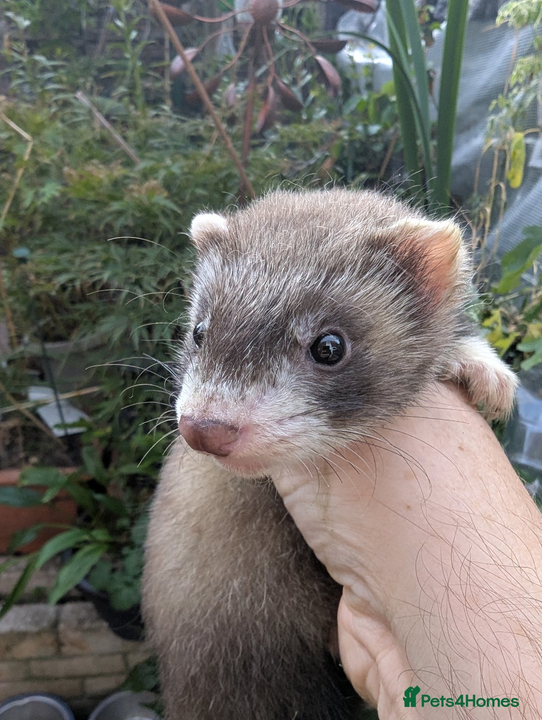 Ferret rodents for sale: Ferret kits - Image 1