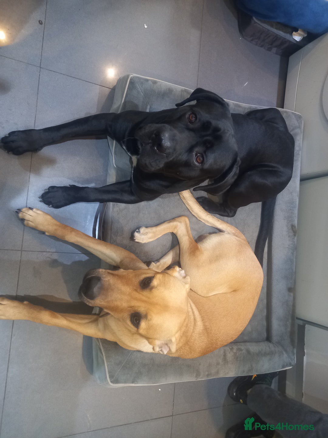 Cane Corso dogs for stud: Sully needs to Pop his Cherry - Free Stud - Advert 1