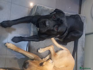 Cane Corso dogs Sully needs to Pop his Cherry - Free Stud - Advert 4