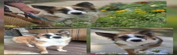 Mixed Breed dogs for adoption: Kyle - Beautiful Collie mix boy  - Advert 2