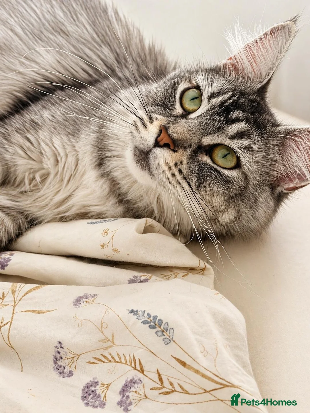 Maine Coon cats for sale: ✨ Exceptional TICA Registered Maine Coon Kittens ✨ in Whitchurch - Advert 7