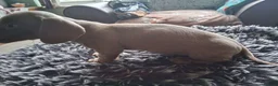 Dachshund dogs for sale: Miniature dachshund - Advert 8