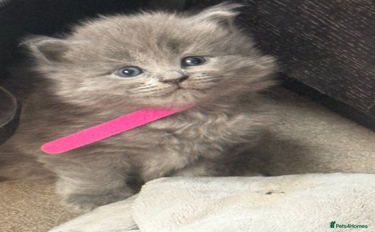 Maine Coon cats - Advert 5