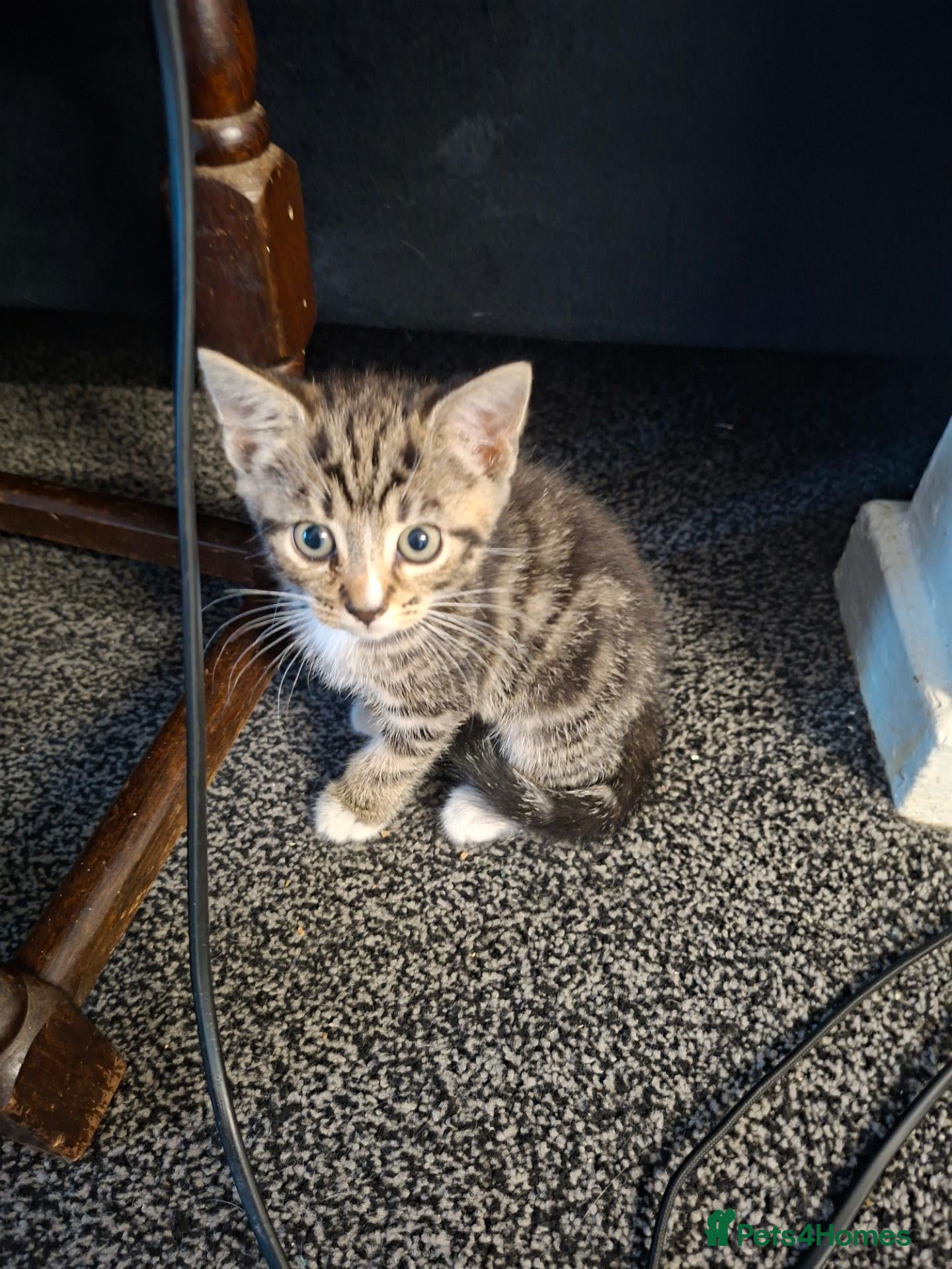 Mixed Breed cats Adorable Tabbies and Tuxedos for sale ❤️ - Advert 2