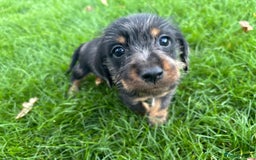 Mixed Breed dogs for sale: Dapple Shnoxy puppies for sale - Image 3