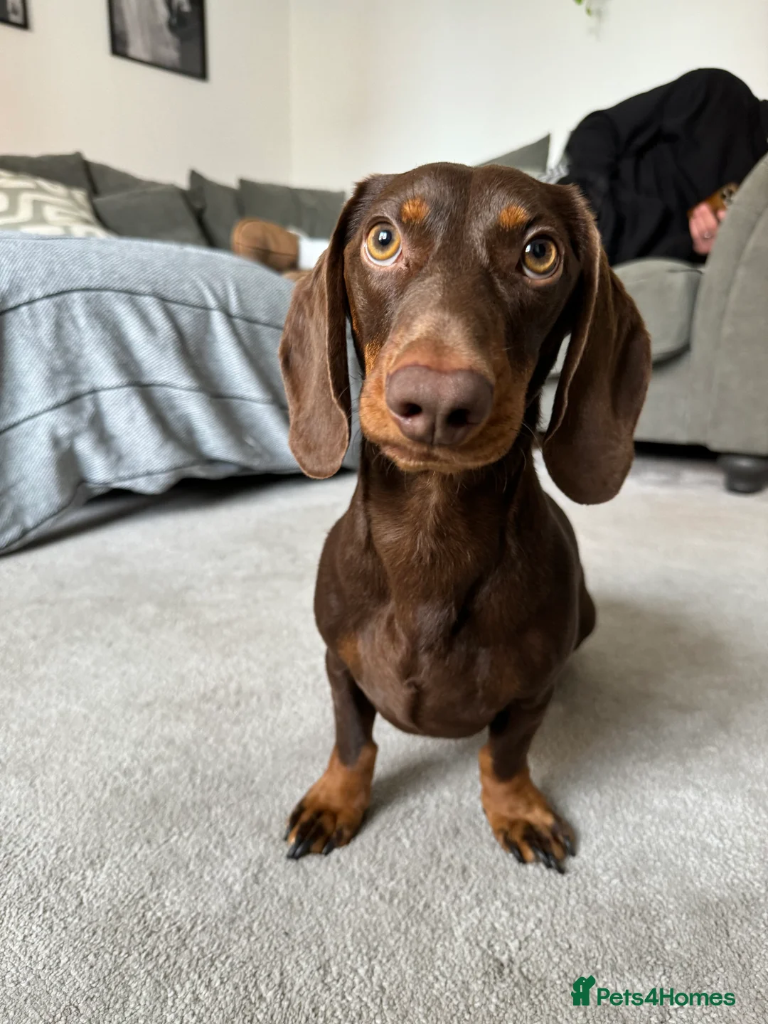 Miniature Dachshund dogs for adoption: Dachsund for Rehoming - Advert 2