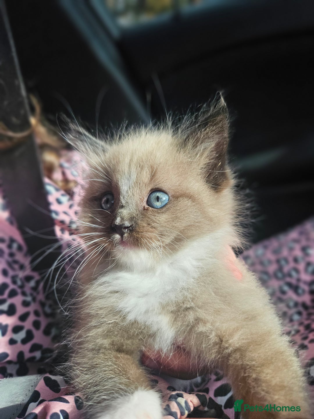 Ragdoll cats for sale: Ragdoll X babies. - Image 7