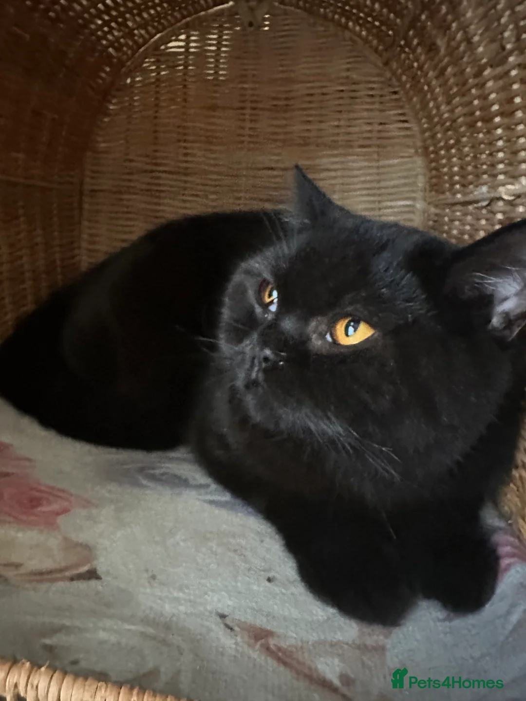 British Shorthair cats for sale: GCCF Registered British Short Hair Male  - Advert 4